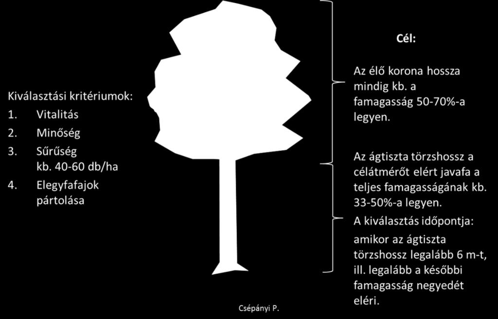 állományokban 40-60 db/ha javafát kell kiválasztani és a beavatkozások során javafánként 1-3 db konkurens fát eltávolítani.