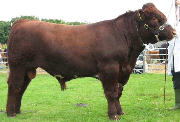 14. ábra Shorthorn marha (https://en.wikipedia.org) Nagy testű húsmarhák: Charolais: Eredetileg hármas hasznosítású franciafajta. Színűk tejfőlsárga színű.