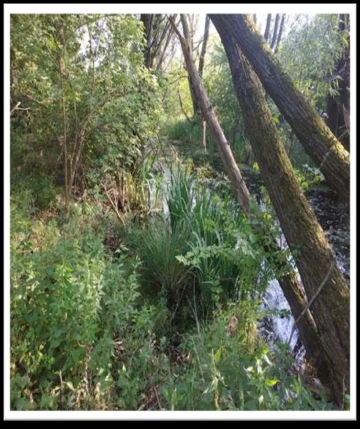 5. kép: Az 1. folt területén a faállományt Salix alba és Salix fragilis alkotja.