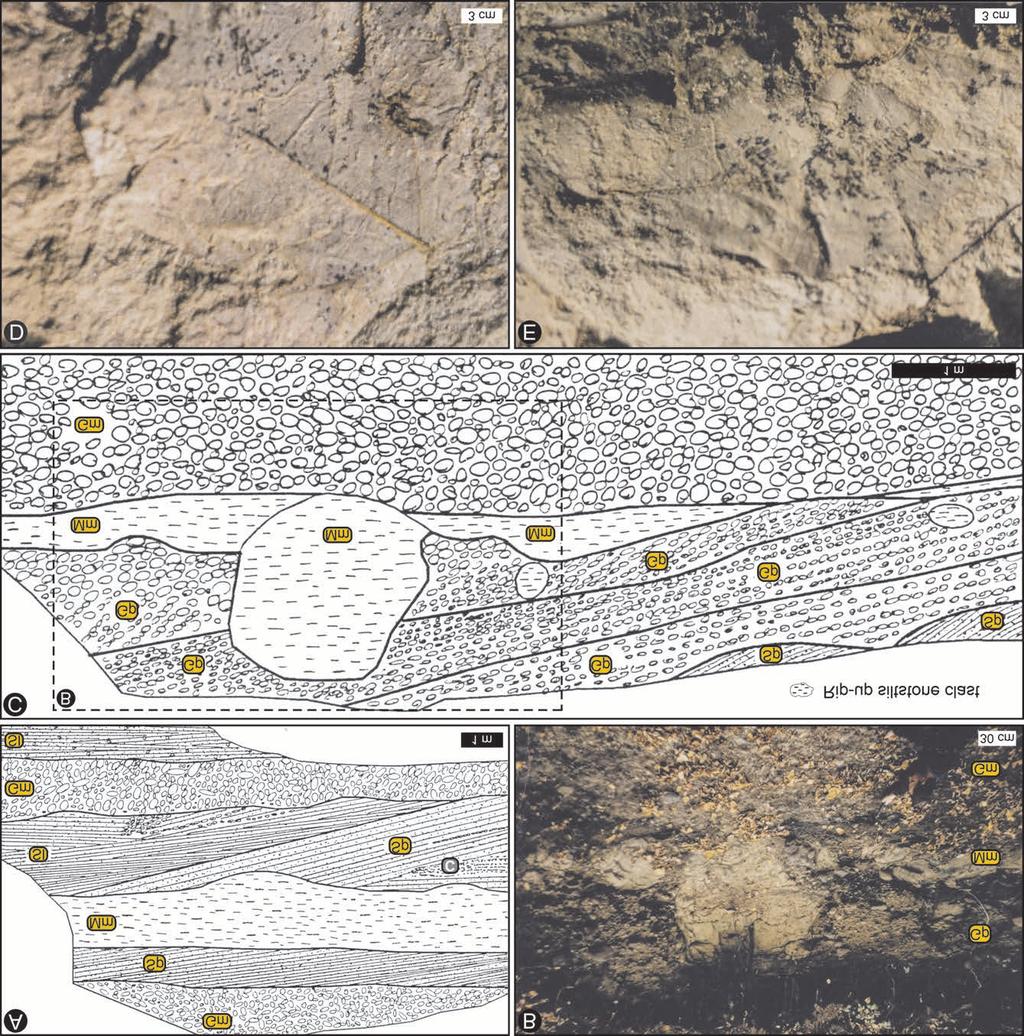 172 BORDY, E. M. & SZTANÓ, O.: Badenian continental paleoenvironment in the Novohrad Nógrád Basin (Central Paratethys) Figure 8.
