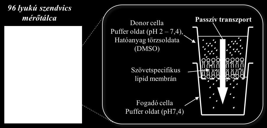 szövetekbe történő eljutásának modellezésére irányult.