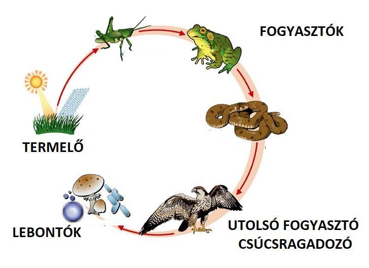 TERMELŐK ELSŐ LÁNCSZEME ÁLTALÁBAN A NÖVÉNYEK