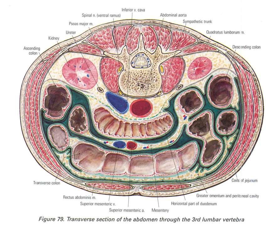 A retroperitoneum határai: Hátul fascia transversalis Elöl a