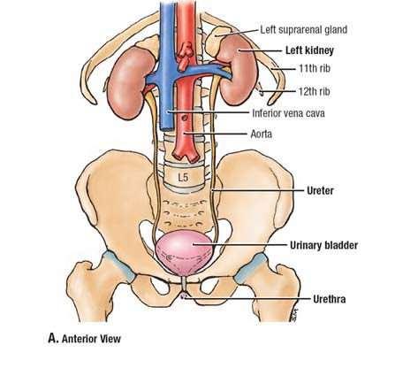 Az ureter