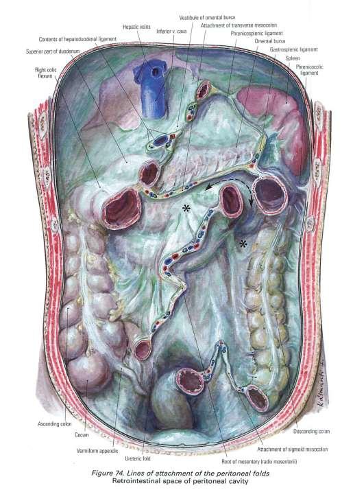 A peritoneum tapadási vonala A
