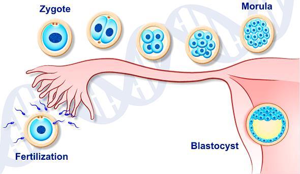vérképző őssejt, mesenchymalis őssejt) Pluripotens Számos spec.