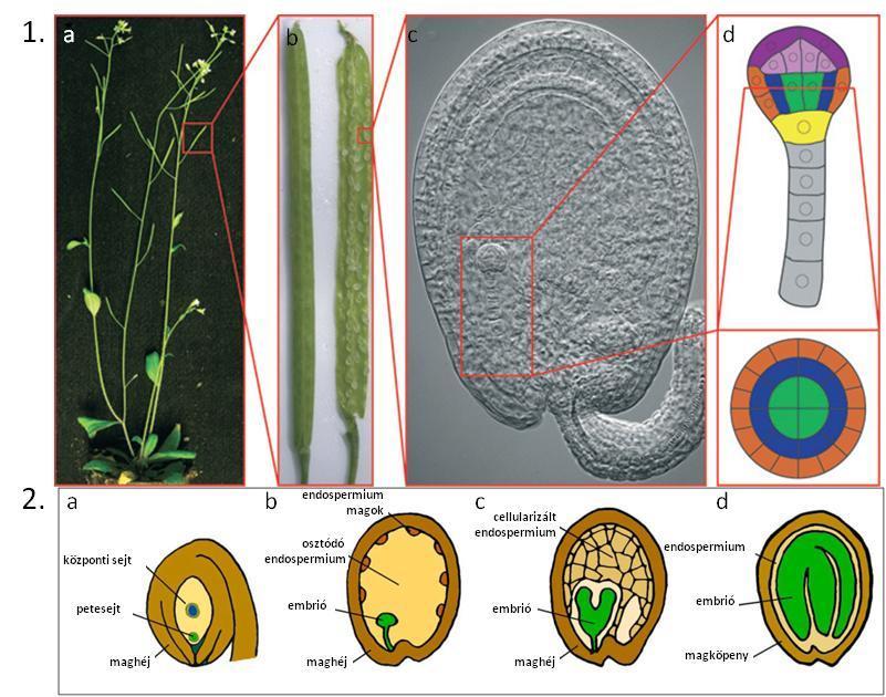 2. ábra: Az Arabidopsis termése, a mag és az embrió kialakulása. 1. Az Arabidopsis növények virágzati tengelyén fejlődő becők (1.a) tartalmazzák a magokat (1.