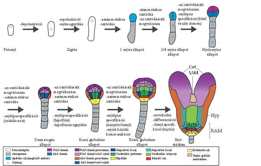 3. ábra: Morfogenetikus folyamatok az Arabidopsis embriófejlődése során. Az Arabidopsis embriógenezisének sematikus áttekintése a petesejttől a szív stádiumú embrióig.