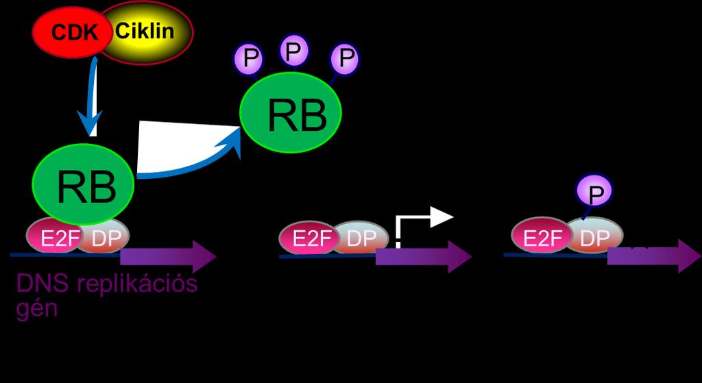 5. ábra: A klasszikus E2F-RB transzkripcionális szabályozási modell.