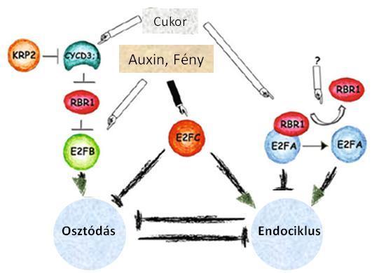 6. ábra: A növényi E2F-RBR szabályozási modell.