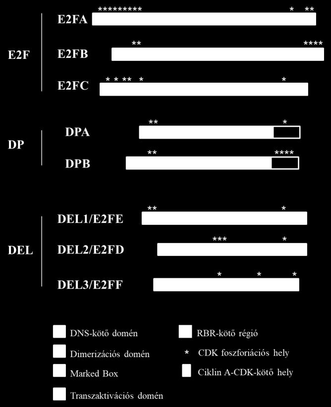 Funkciójuk közvetlenül nem függ az RBR fehérjétől, mivel nem rendelkeznek RB-kötő motívummal (7. ábra). 7. ábra: Arabidopsis E2F és DP rokon fehérjék szerkezete.