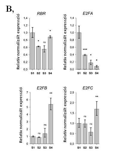 9. ábra: Az E2F és az RBR gének expressziós analízise a becő és magfejlődés során qrt-pcr módszerével.