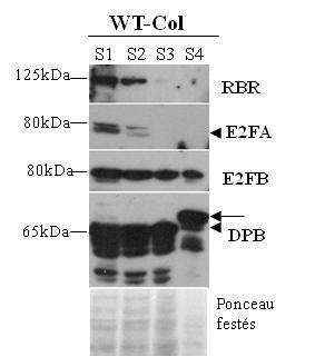 10. ábra: Az RBR, E2FA, E2FB és a DPB fehérjék felhalmozódása a vad típusú Arabidopsis növények (WT-Col) becő és magfejlődése során.