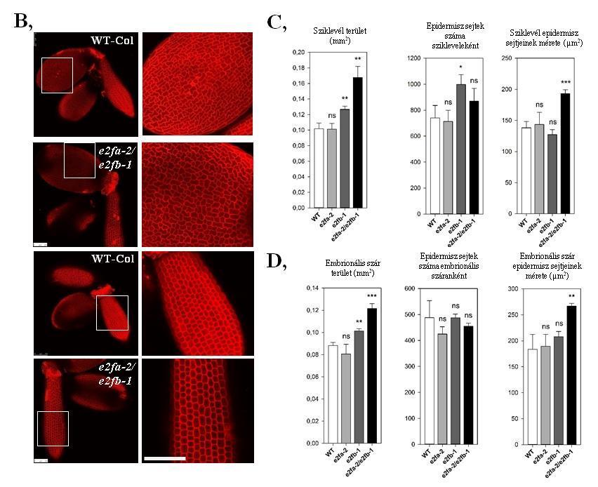 érett embriókról. A méret vonal 100 µm-t mutat. B, PI festett vad típusú és e2fa-2/e2fb-1 dupla mutáns érett embriók konfokális lézer scanning mikroszkóppal fotózva.