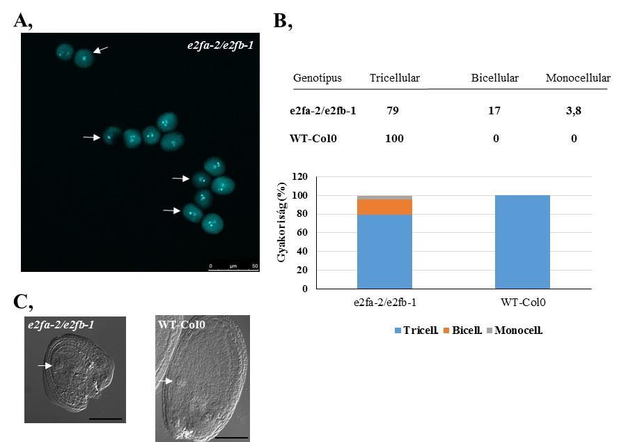 e2fa-2/e2fb-1 WT-Col0 e2fa-2/e2fb-1 WT-Col0 14. ábra: Abnormális pollen és magfejlődés az e2fa-2/e2fb-1 mutánsban.