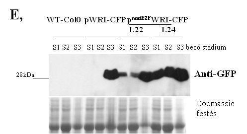 5 3 5 3 16. ábra: Az E2F transzrkipciós faktorok szabályozzák a LEC2 és WRI1 gének időbeli kifejeződését a magfejlődés során. A, A LEC2 és WRI1 gének vázlatos ábrázolása.