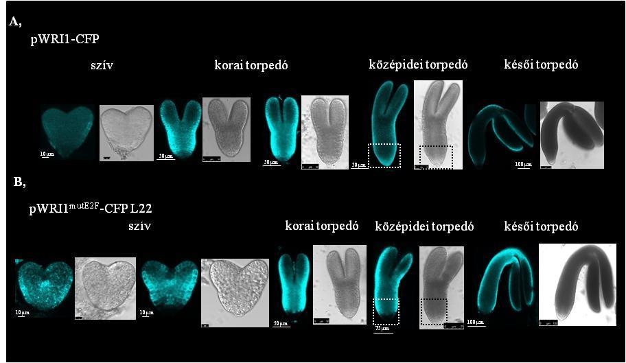 17. ábra: A WRI1 transzrkipciós faktor embrió-specifikus megjelenését az E2F transzkripcionális szabályozók kontrollálják.