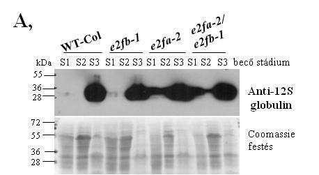 19. ábra: Az e2f mutáns magok albumin (2S) és globulin (12S) tartalék fehérjéinek felhalmozódása a magok fejlődése során.
