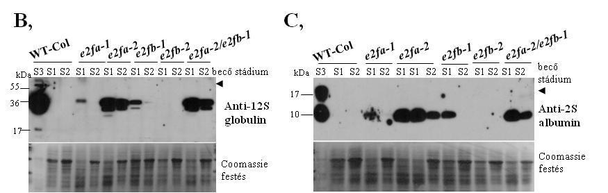 A kimutatást Western blot módszerével, anti-12s specifikus ellenanyag segítségével hajtottuk végre.