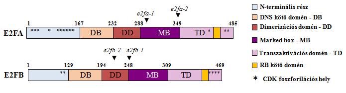 20. ábra: Az E2FA és E2FB fehérjék szerkezeti felépítése és a T-DNS beépülése okozta funkcióvesztések. Az aktivátor E2F fehérjék konzervált funkcionális régióit különböző színekkel jelöltük.