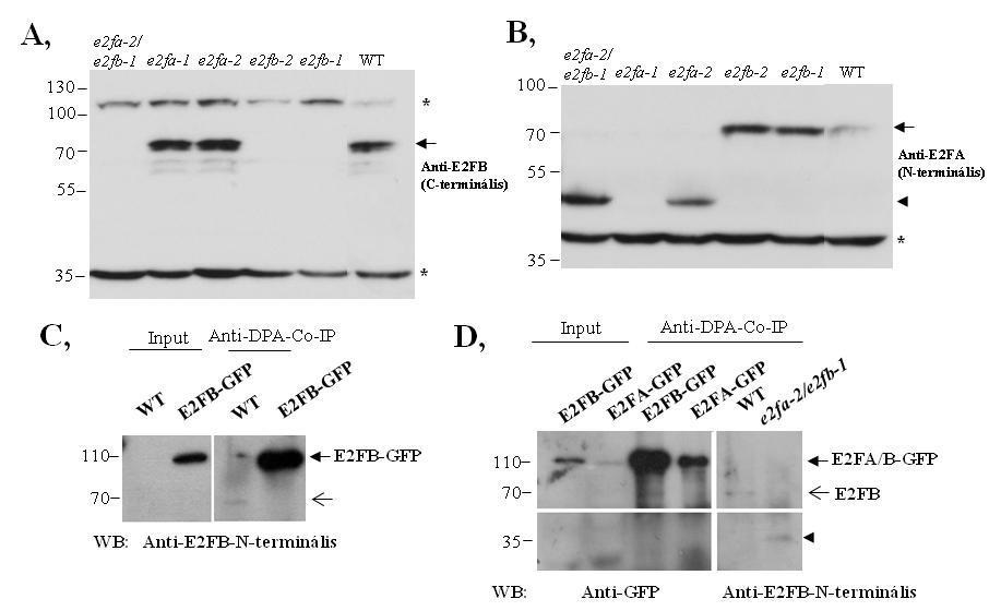21. ábra: Az e2f mutánsokban csonka, funkcióvesztéses mutáns E2F fehérjék szintetizálódhatnak.