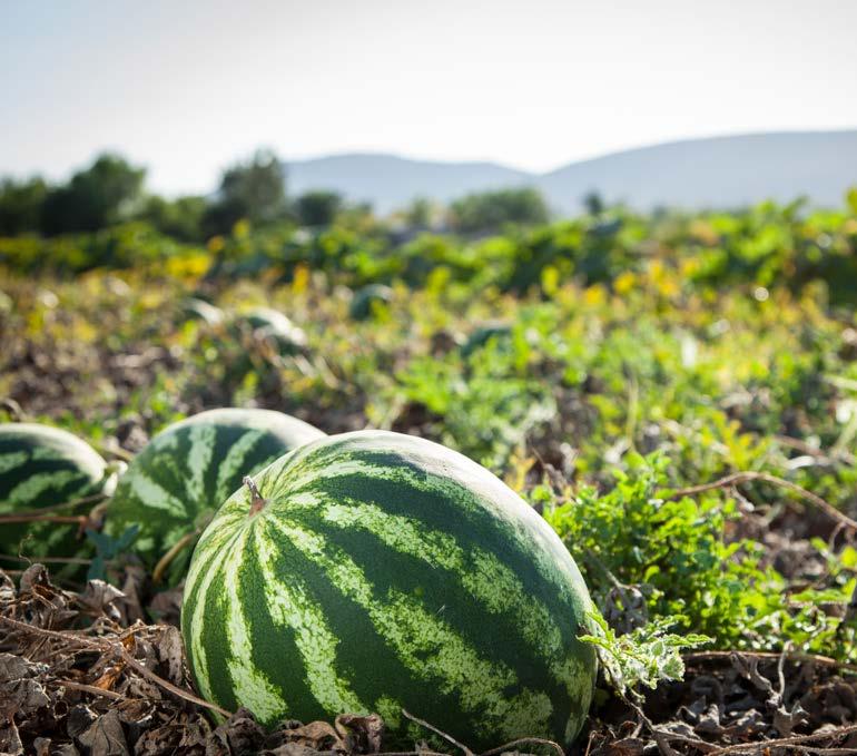 A termékeny föld és a mediterrán éghajlat a lakosság számára lehetővé tette a mezőgazdasági fejlődést.