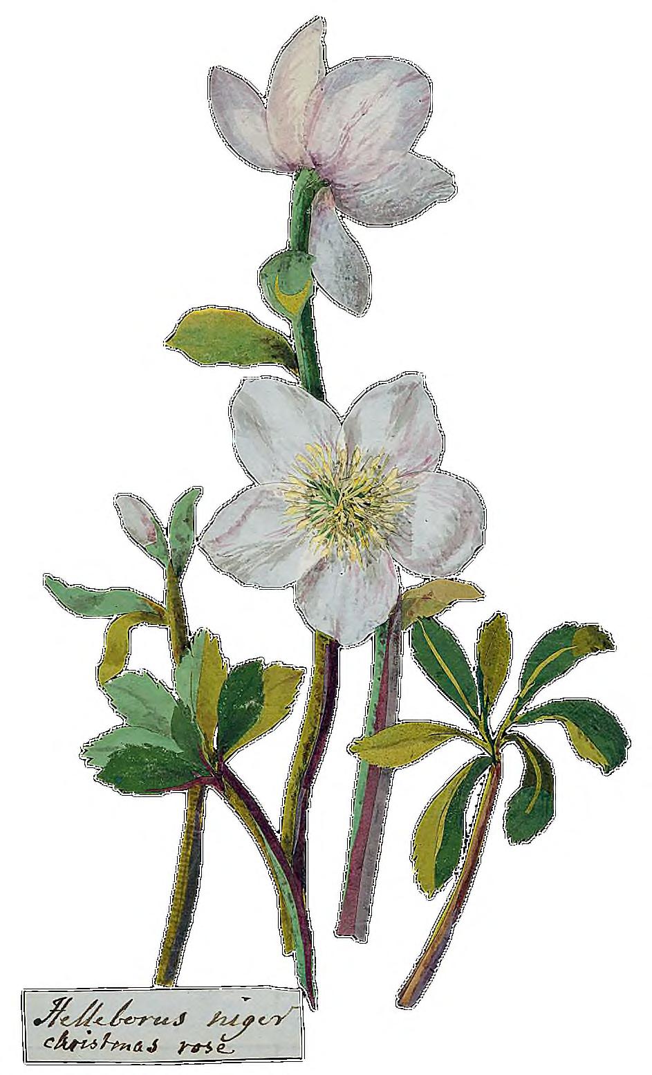 58 Nő/kert A British Museum grafikai gyűjteményében található egy különös herbárium: ragyogó színű virágok sorakoznak éjfekete