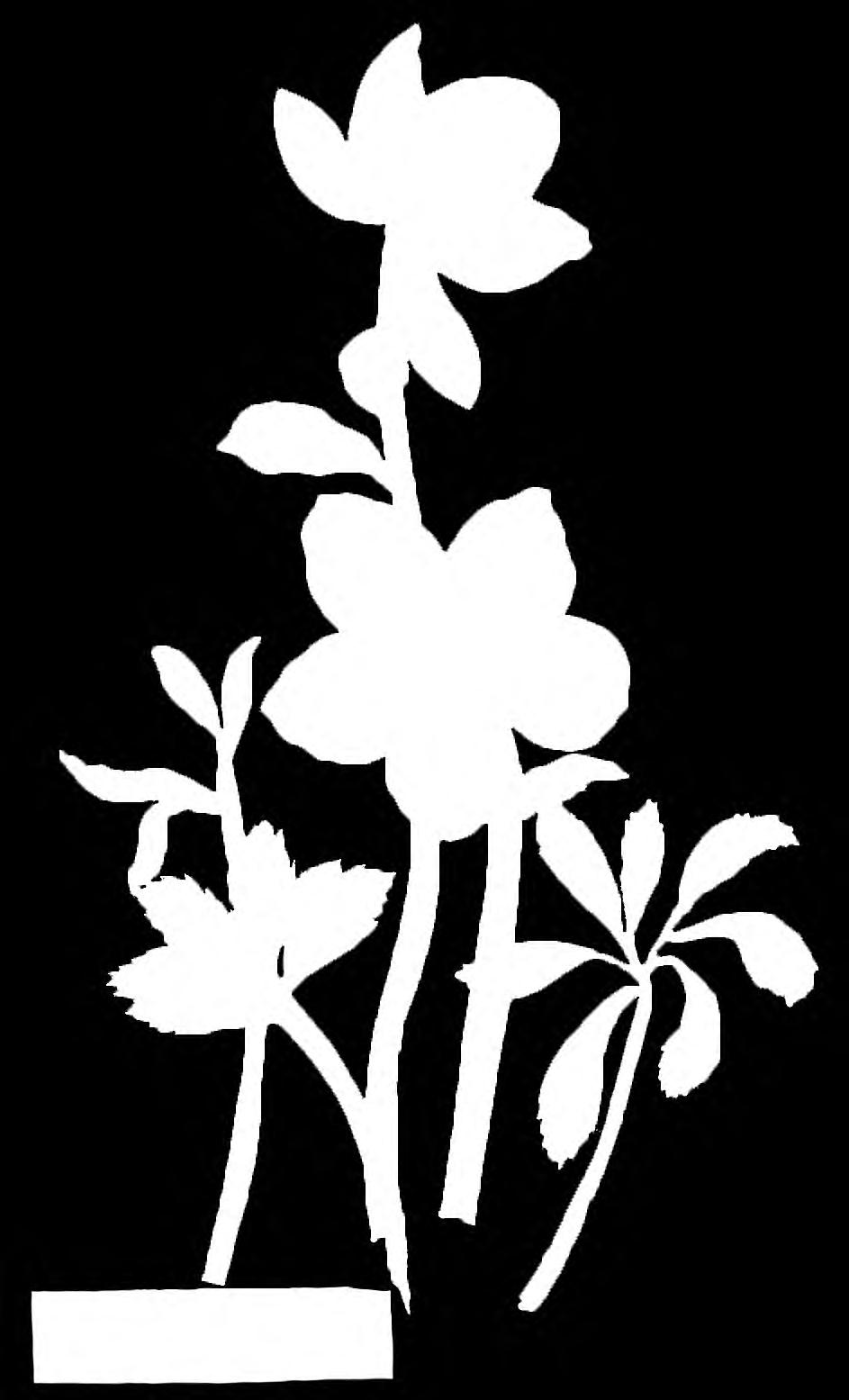 Virágportrék? Szikra Renáta FLORA DELANICA Mary, Mary, kicsi Mary, mi nyílik a kertedben?