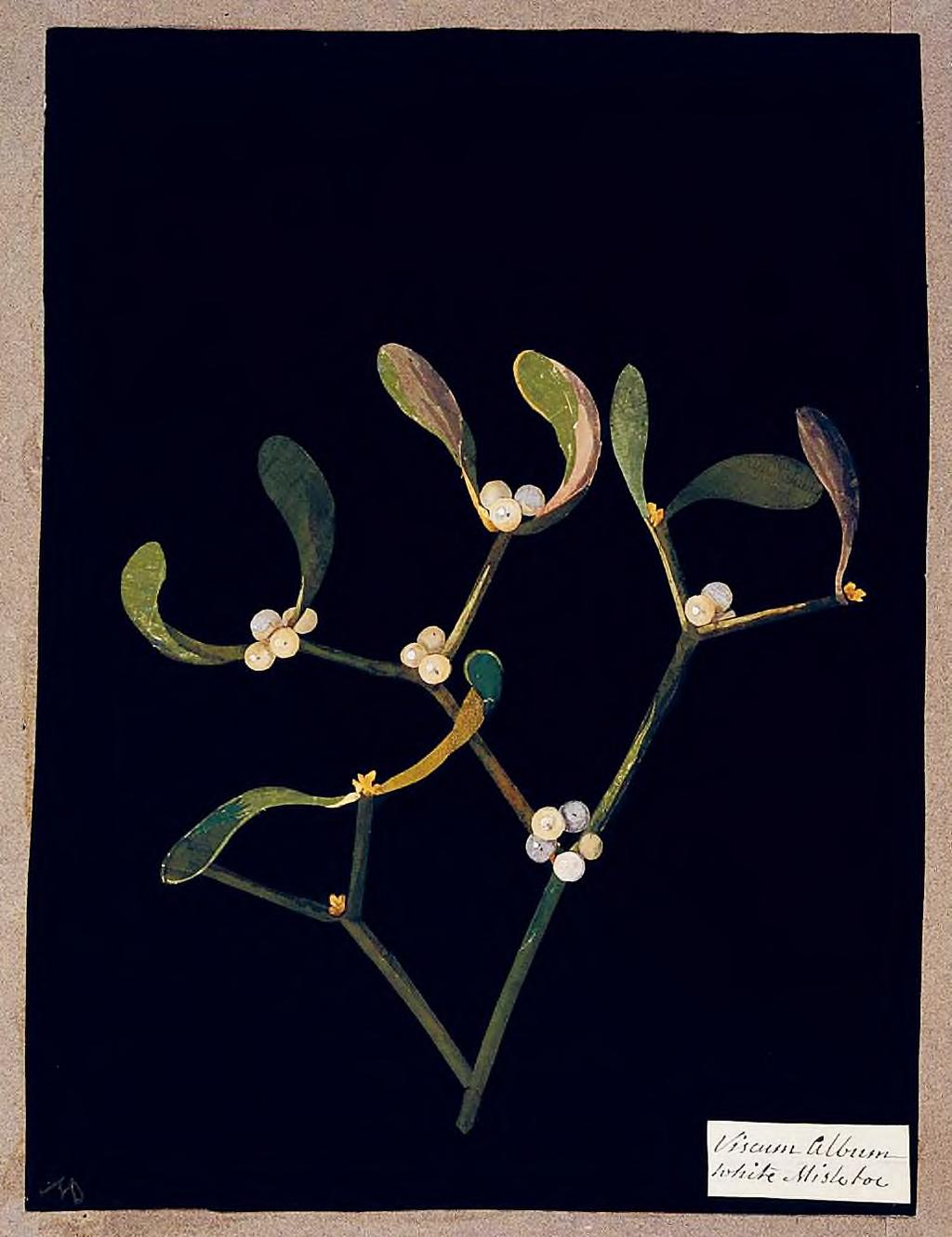 62 Nő/kert Mary Delany: Fehér fagyöngy (Viscum Album [Dioecia Tetrandria]), 1776, kollázs, színes papírok, testfesték, akvarell, fekete tinta Mary Delany: Tengeri nárcisz (Pancratium Maritinum