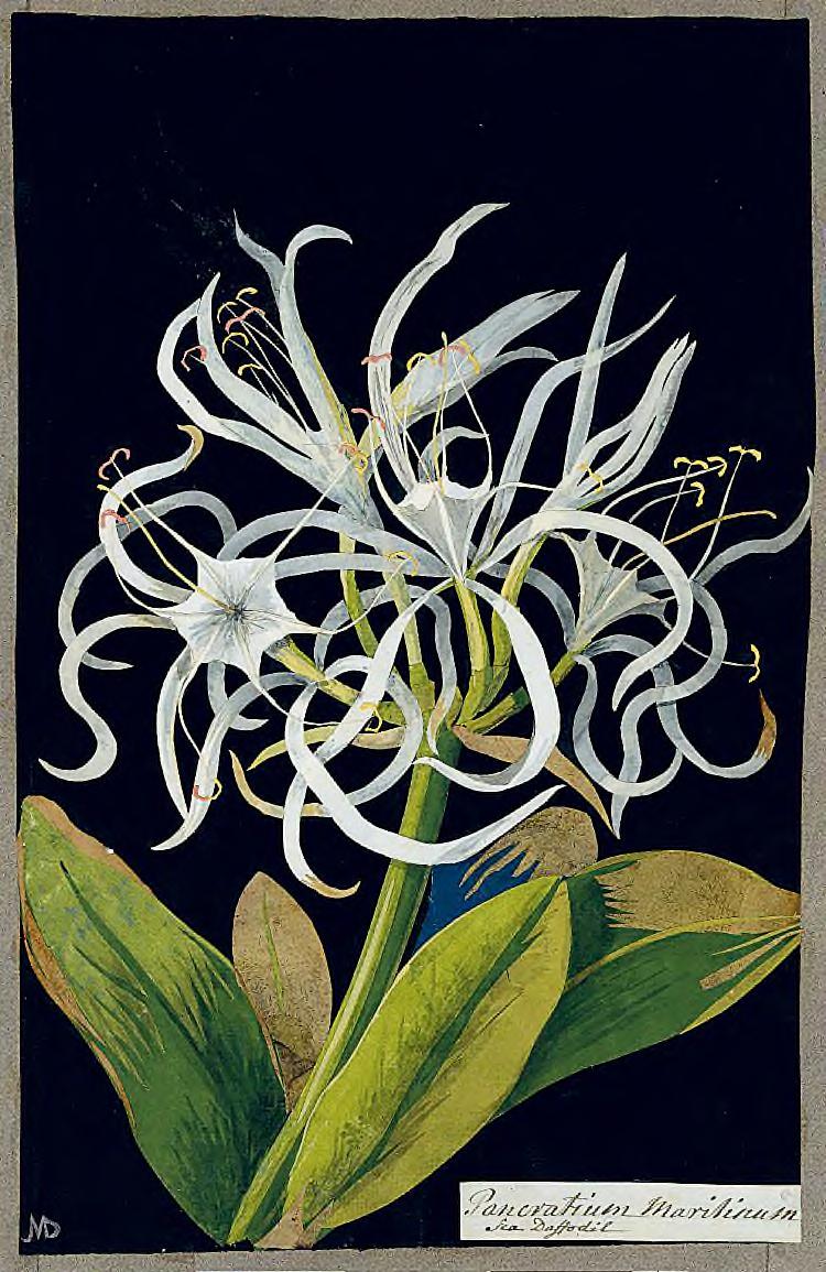 szá zadi művészet olyan forradalmi megújítóinak a nevéhez, mint Picasso, Braque, Matisse vagy Hannah Höch, de Mary Delany háromszáz évvel ez - előtt kitalált egyedi technikája is egy újfajta