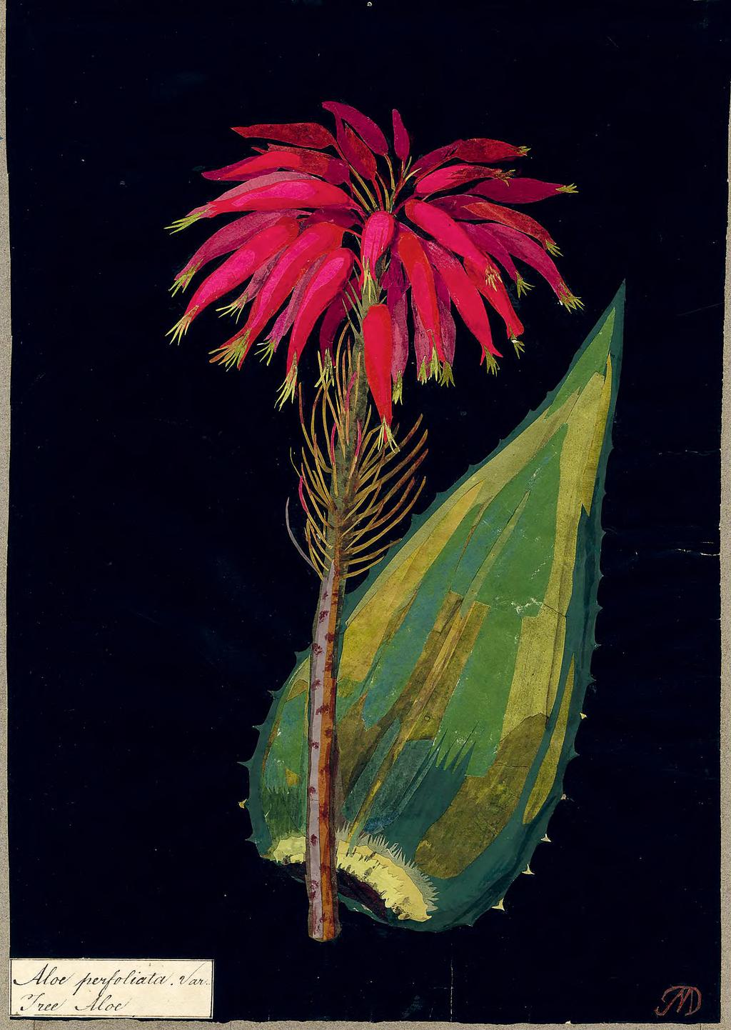 Nő/kert 63 Mary Delany: Orvosi aloé (Aloe Perfoliata), 1780, kollázs, színes