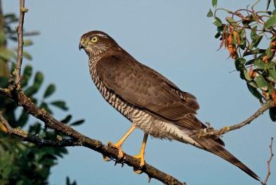 Karvaly (Accipiter nisus) megfigyelések Körösladány térségéből Puskás László Körös Maros Nemzeti Park Igazgatóság E-mail: laszlo.puskas@kmnp.