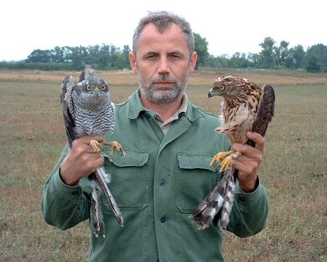 3. ábra: Bagyura János egy fiatal és egy öreg hím héjával (Accipiter gentilis) a csécsei fácántelepen (fotó: Tóth István) / János Bagyura with a young and an old male Northern Goshawk in the pheasant