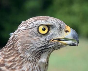 Bagyura J. & Haraszthy L. (1994): Adatok a héja (Accipiter gentilis) ragadozómadár- és bagolytáplálékához. Aquila 101: 89 92. Chernel I.