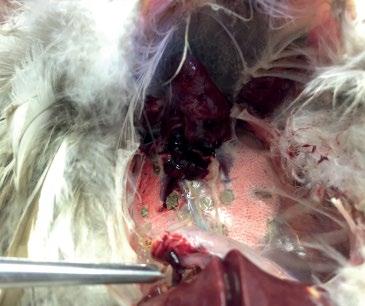 8. ábra: A madárgümőkórrá jellemző gócok a vékonybélben (bal oldali nyíl) és a májban (jobb oldali nyíl) egerészölyvnél (Buteo buteo) / Granulomatous lesions typical of avian tuber-culosis in the