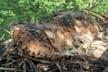 The rehabilitation, release and tracking of a Red Kite (Milvus milvus) intoxicated in 2017 Viktória Sós-Koroknai*, Lenka Rozsypalová**, Ivan Literák**, Miklós Váczi***, Boris Maderic****, Péter