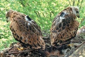 Fig. 2: Siblings Kite 21 (on the right) and Kite 22 (on the left) in the time of ringing and fitting with the Ecotone satellite tracker (photo: Ivan Literák) / Kite 22 és testvére a gyűrűzés és a