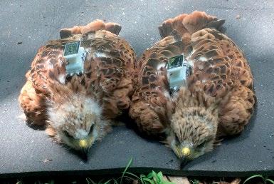 The pullus female (D 6161, Kite 22) was marked together with its sibling (D 6162, Kite 21), which was later poisoned in Serbia (Literák et al. 2018).