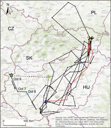 made several loop exploratory flights including several visits of its wintering grounds (Fig. 9). In the following years, Kite 22 occurred in the same area as in its first year (Fig. 10).