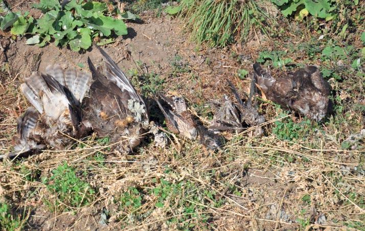 (Athene noctua) köpetei is előfordultak. A vezeték tartóoszlopai alatt nem voltak tetemek, vagyis megállapítható, hogy inkább a beülőfákat használták a madarak. 2011. október 20.