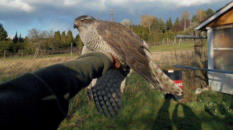 Párban vadászó héják (Accipiter gentilis) Fitala Csaba* & Bagyura János *E-mail: fitalacs@freemail.