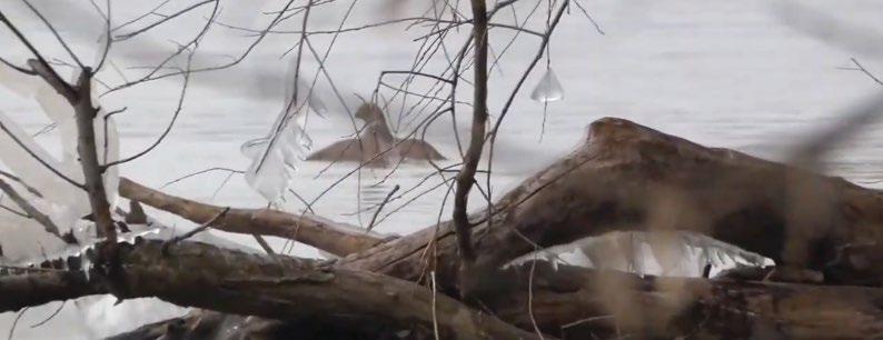 Héja (Accipiter gentilis) vadászata nyílt vízfelületen Péter Dávid*, K. Szabó Attila & Déri Tamás *E-mail: podo006@gmail.com 2021.