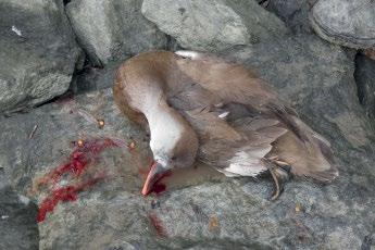 A szokásos nagy kárókatonákon (Phalacrocorax carbo) és sirályokon (Laridae) túl egyszer csak két hím üstökösréce (Netta rufina) röppent fel előttünk a vízről.