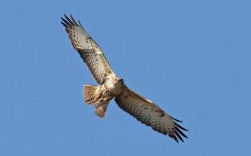 Egerészölyv (Buteo buteo) bíbicre (Vanellus vanellus) irányuló zsákmányolási kísérlete Hadarics Tibor E-mail: sitke66@gmail.com 1.