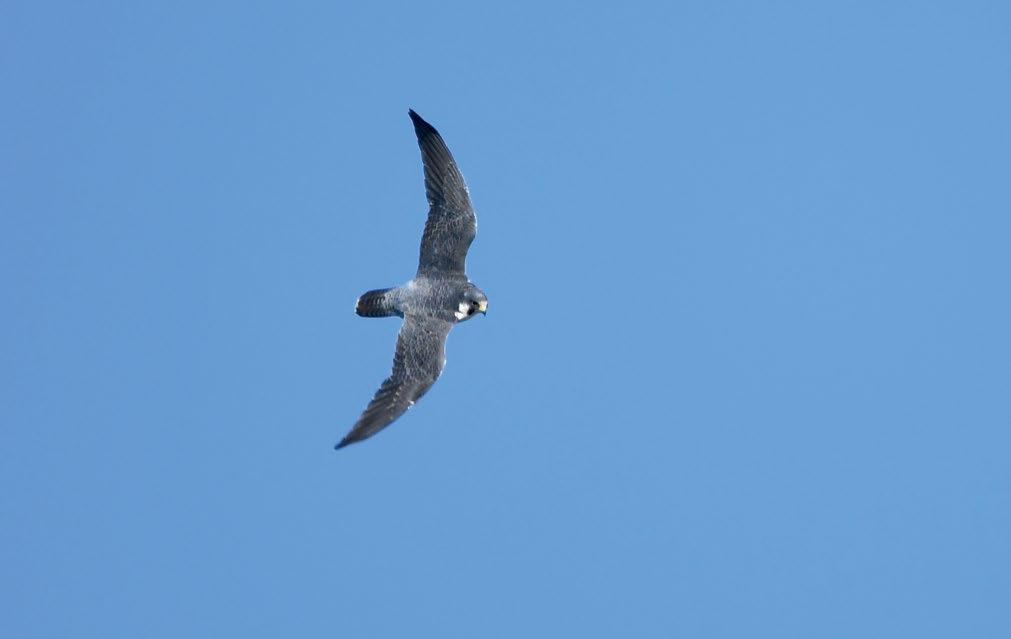 2. ábra: Vándorsólyom (Falco peregrinus) (fotó: Hencz Péter) / Peregrine Falcon PEREGRINE FALCON (FALCO PEREGRINUS) TARGETED ATTACK ON COMMON BUZZARD (BUTEO BUTEO) On 13th December 2015 I had an