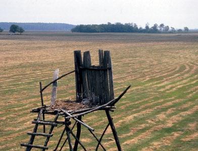 2. ábra: A fészekből jó kilátás nyílik a táplálkozóterületre. 1997. május 25., Jászkarajenő (fotó: Bagyura János) / From the nest has a good view of the feeding area 3.