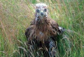 ábra: A pár egyik tagja (fotó: Bagyura János) / One of the Long-legged Buzzard pair Darassán fészekben gyűrűztünk egy fiókát, melyet 1994.