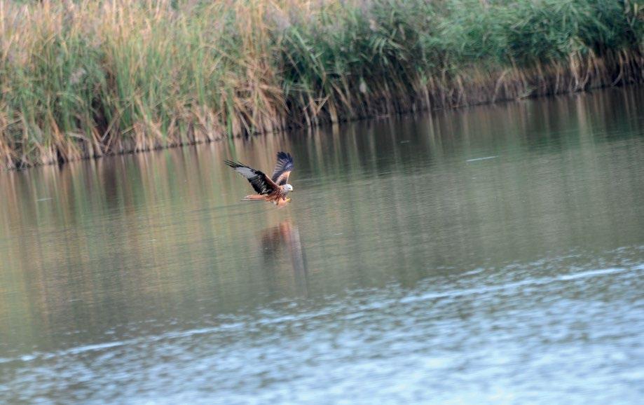 2. ábra: Vízről zsákmányoló vörös kánya (Milvus milvus) (fotó: Stölkler Nándor) / Red Kite Haraszthy L. (2015): Nemere Lajos tojásgyűjteménye. In: Haraszthy L. (szerk.