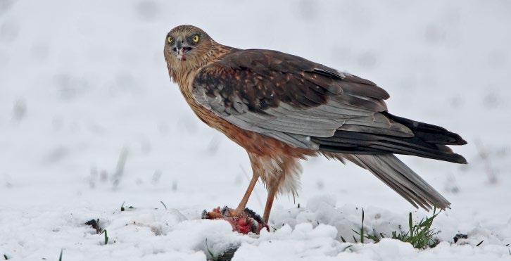 5. ábra: Barna rétihéja (Circus aeruginosus) hím (fotó: Kovács András) / Western Marsh Harrier Emellett meg kell említeni azt is, hogy nagy valószínűséggel bőven vannak duplikált rekordok is, például