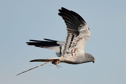 3. ábra: A :27 -es nevű és jelű hím hamvas rétihéja (Circus pygargus), amely 2020-ban nyomkövetőt kapott a Felső- Kiskunságban.